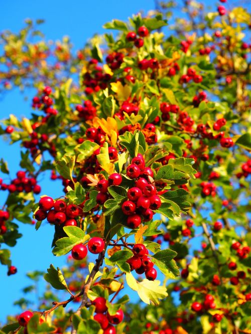 berries fruits red
