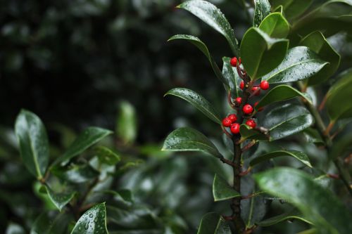 berries red bush