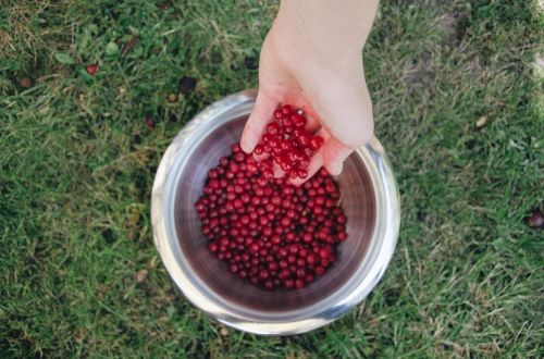 berries crop hand
