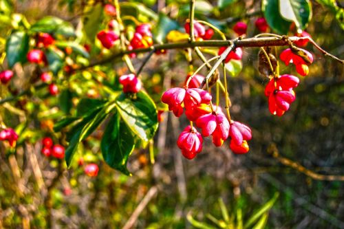 berries branch red