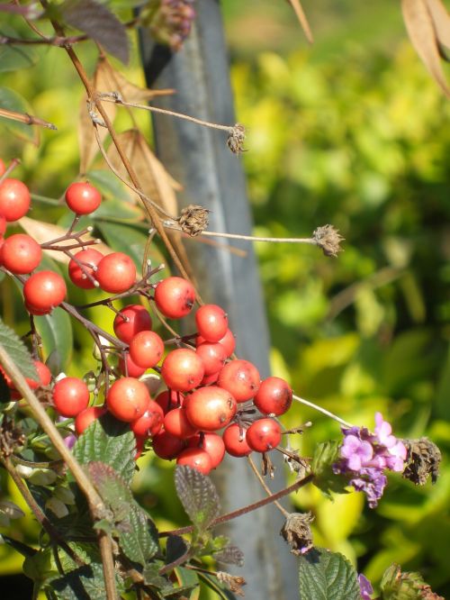 berries red pink