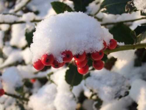 berries snow winter