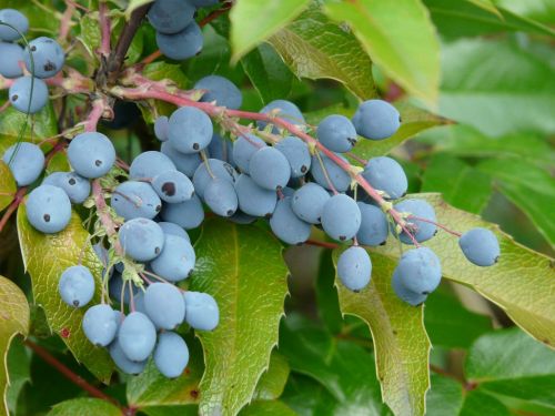 berries blue fruit