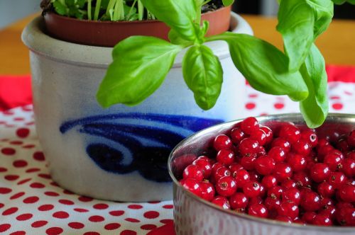 berries currants red currant