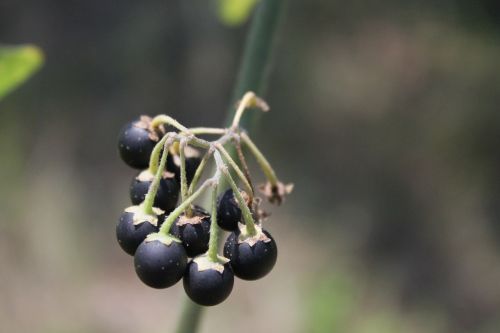 berries black nigrum