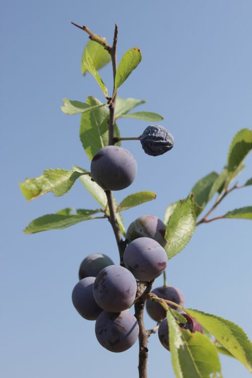 berries blackthorn blue