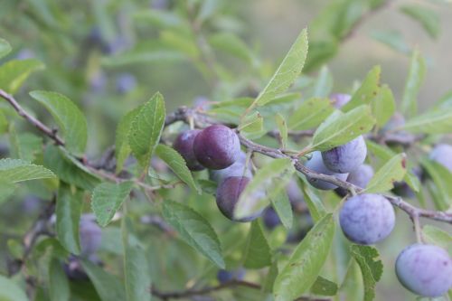berries blackthorn blue