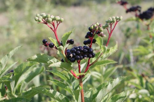 berries black ebulus