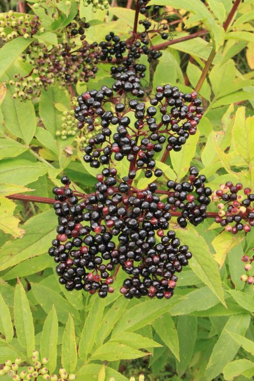 berries black danewort