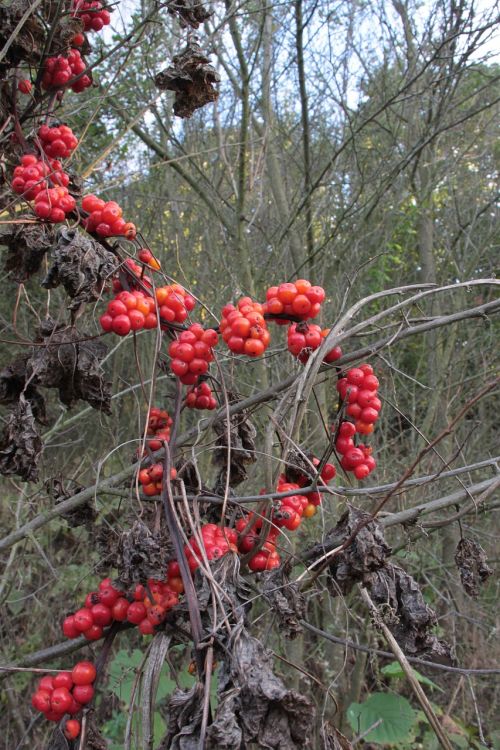berries berry communis