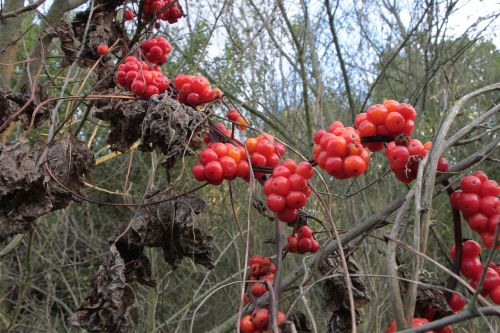 berries berry communis