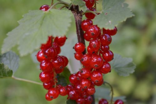 berries currants eat