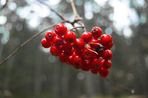 berries red forest