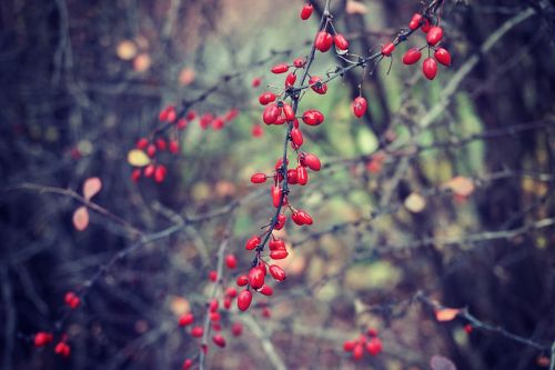 berries plants bushes