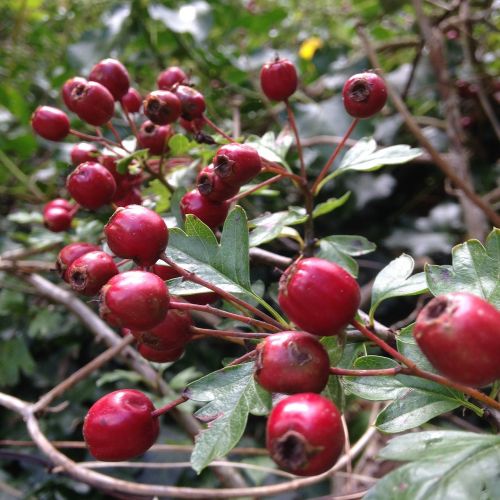 berries autumn red