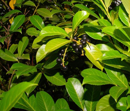 berries black fruits