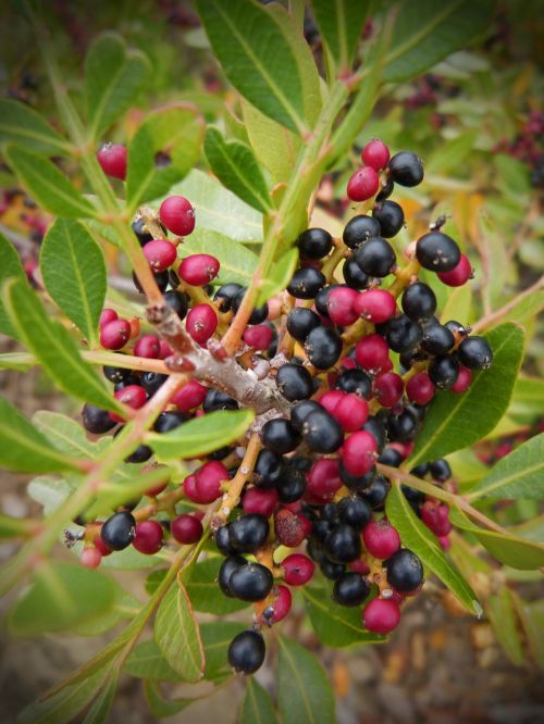 berries red and black forest