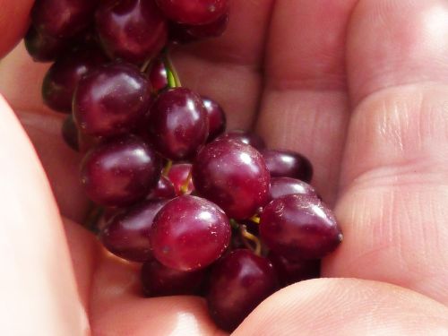 berries hand macro