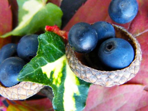 berries blue autumn