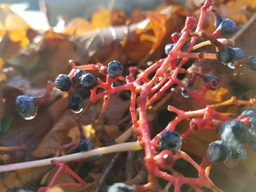 Berries In The Rain