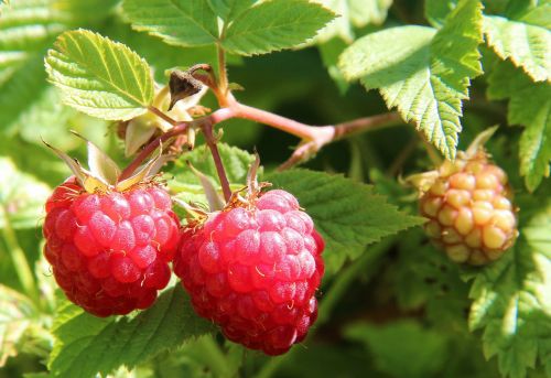 berries of a raspberry raspberry bush food