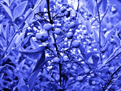 Berries Tinted Blue
