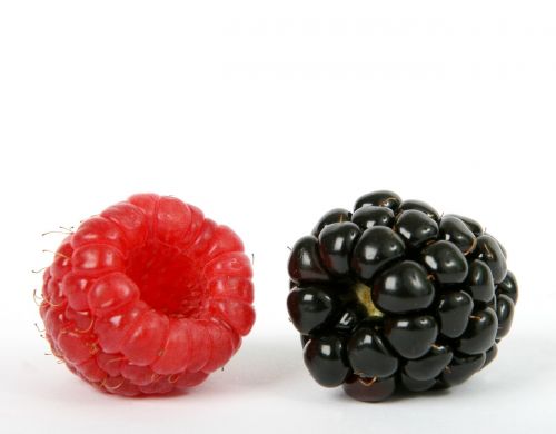 berry black blackberry