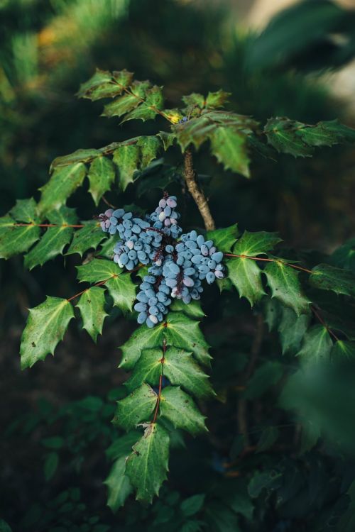 berry berries blueberries