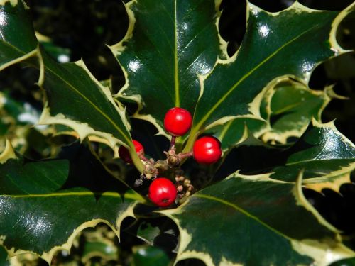 berry holly flora