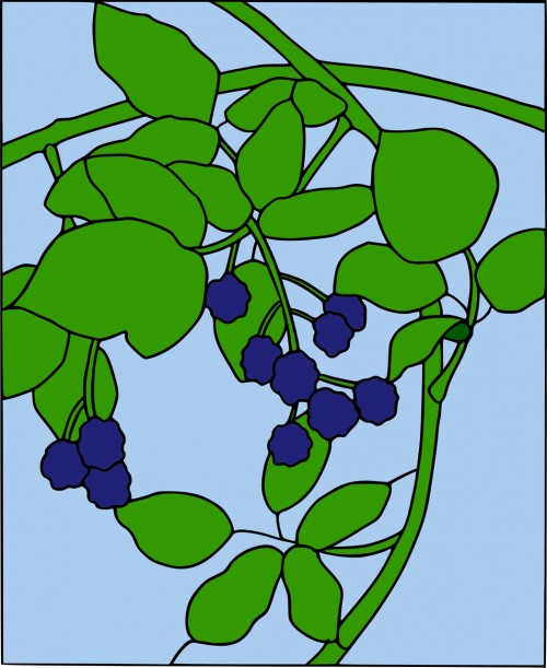 berry blackberry coloring book