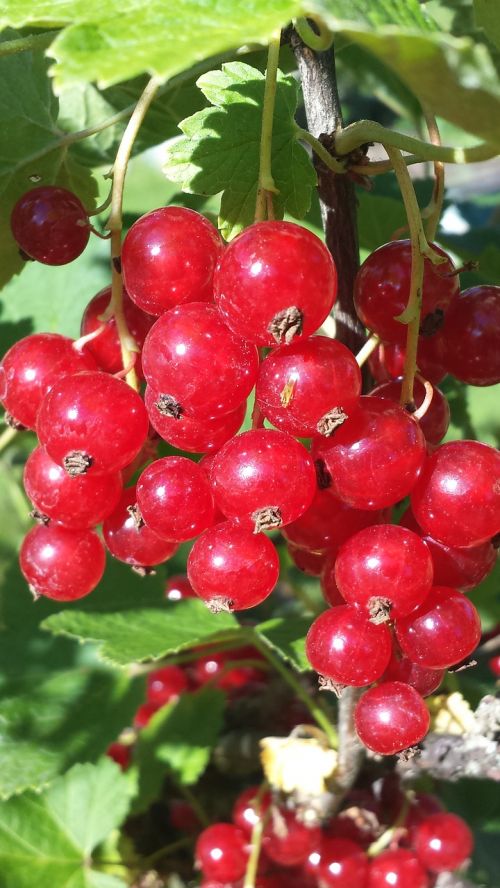 berry red currant summer