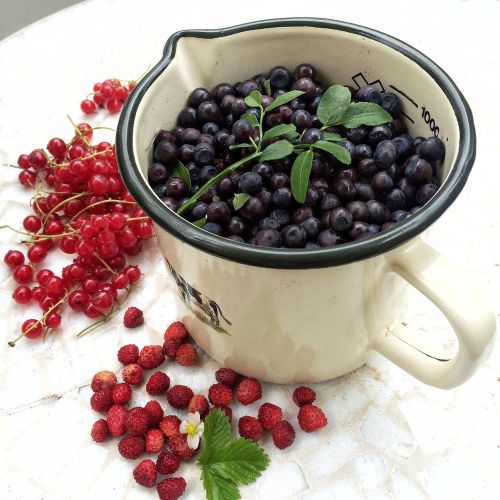 berry organic blueberries nature