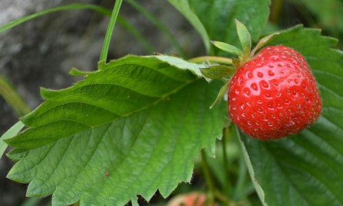 berry strawberry wild strawberry
