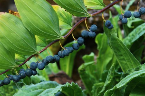 berry blue plant