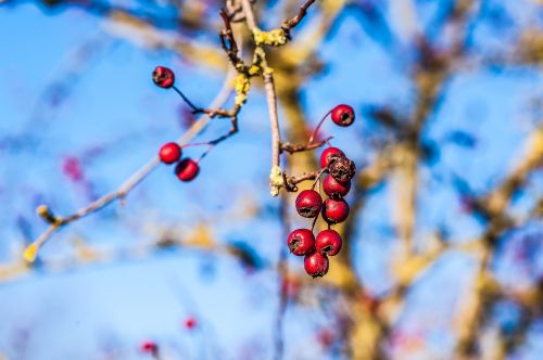 berry red winter