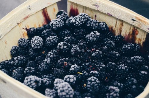 berry blackberry close-up