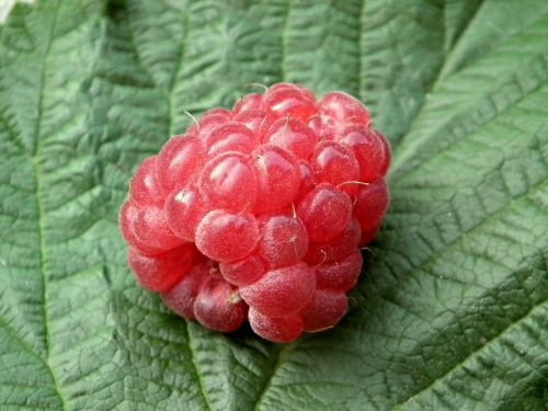 berry raspberry fruit
