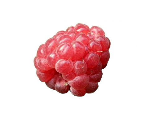 berry raspberry red