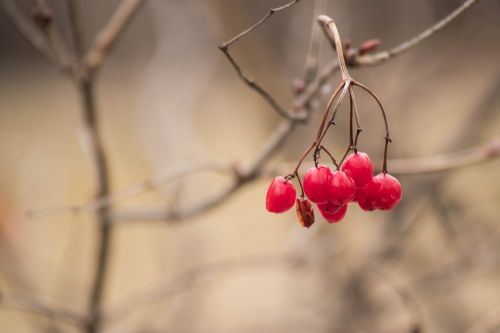 berry branch tree