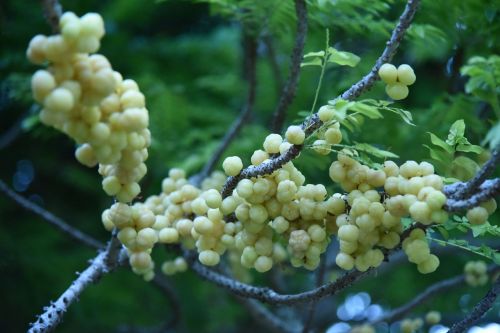 berry fruit healthy