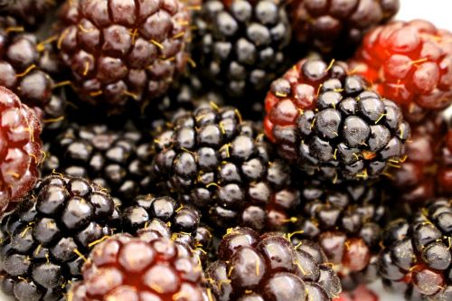 berry boysenberry blackberry