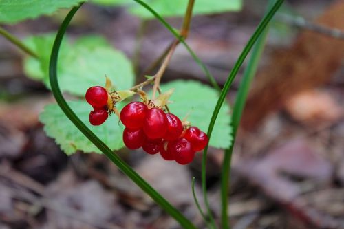 berry health nature
