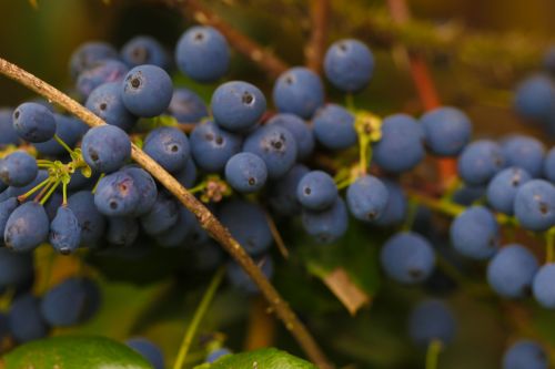 berry blue nature