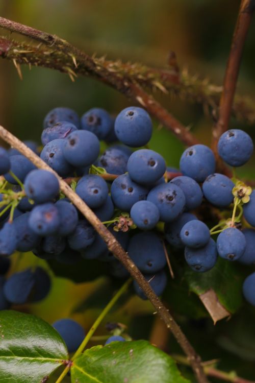 berry blue nature