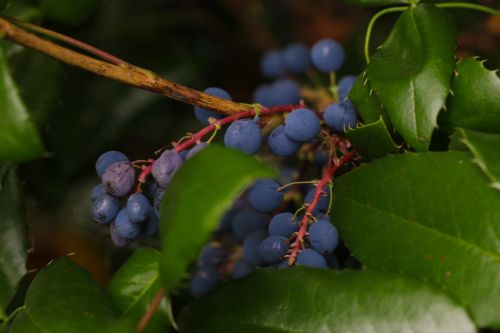 berry blue nature