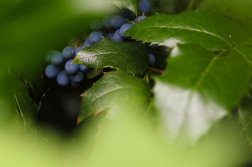 berry blue nature