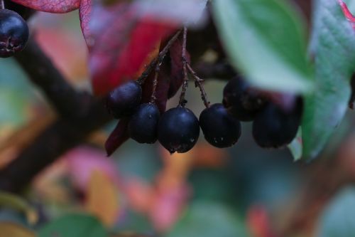 berry leaf autumn