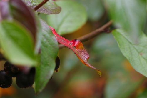 berry leaf autumn