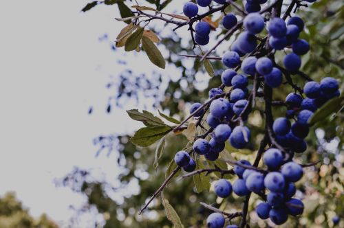 berry blue berries nature
