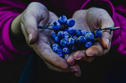 berry blue berries autumn nature